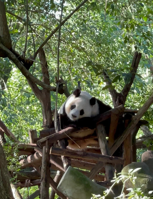 "Pandas, Peaks & Palaces: A 5-Day Luxury Expedition to Jiuzhaigou & The Emerald Highlands"